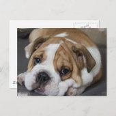 Carte postale pour chien de garde (Devant / Derrière)