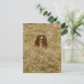 Carte postale pour chien de mignonne praire (Debout devant)