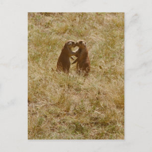 Carte postale pour chien de mignonne praire