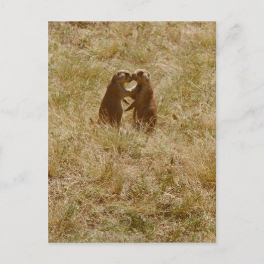 Carte postale pour chien de mignonne praire (Devant)