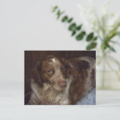 Carte postale pour chien espagnol rouge breton épa (Debout devant)