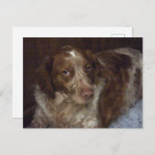 Carte postale pour chien espagnol rouge breton épa (Devant / Derrière)