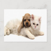 carte postale pour chien et chat mignon (Devant)
