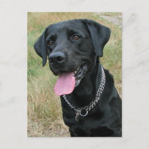 Carte postale pour chien noir Labrador Retriever