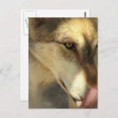 Carte postale pour déjeuner de loup (Devant / Derrière)