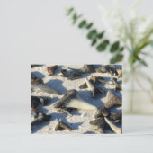 Carte postale pour dents de requin (Debout devant)