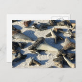 Carte postale pour dents de requin (Devant / Derrière)