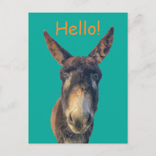 Carte postale pour Donkey Farm Animal