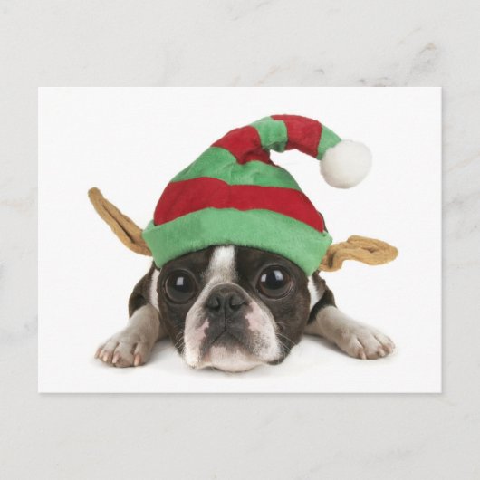 Carte postale pour elfe amusant (Devant)