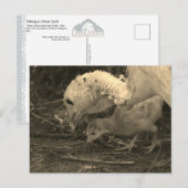 Carte Postale Pour en savoir plus - (Devant / Derrière)