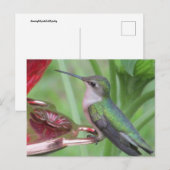 Carte postale pour l'alimentation des colibris (Devant / Derrière)