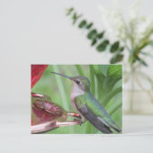 Carte postale pour l'alimentation des colibris (Debout devant)