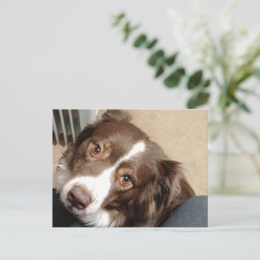 Carte Postale Pour l'amour d'Aussie ! (Debout devant)