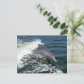 Carte Postale Pour l'amour des dauphins (Debout devant)