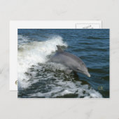 Carte Postale Pour l'amour des dauphins (Devant / Derrière)