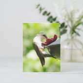 Carte postale pour les colibris mangeant (Debout devant)