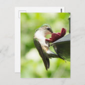 Carte postale pour les colibris mangeant (Devant / Derrière)