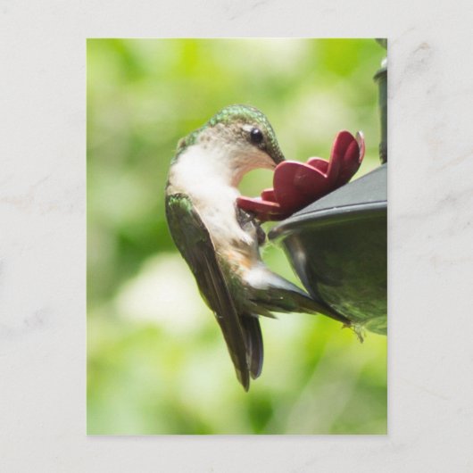 Carte postale pour les colibris mangeant (Devant)