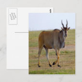 CARTE POSTALE POUR UNE BALADE (Devant / Derrière)