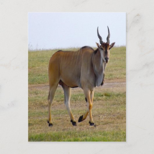 CARTE POSTALE POUR UNE BALADE (Devant)