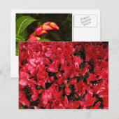 Carte postale pour voyage 5 (Devant / Derrière)