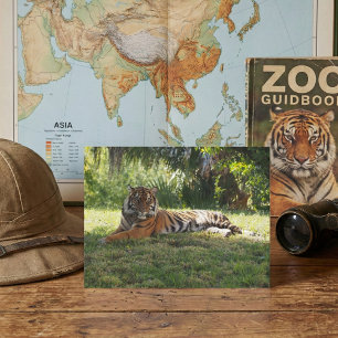 Carte Postale Pourcentage de la jungle : Repose à l'ombre