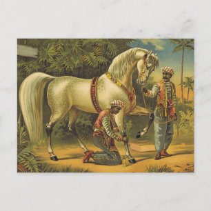 Carte Postale POURCENTAGE TEE Horse
