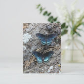 Carte Postale Pourpre à points rouges (Debout devant)