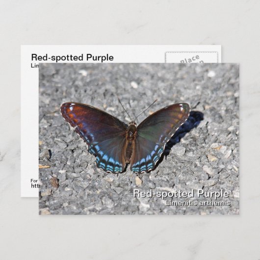 Carte postale pourpre à points rouges (Devant / Derrière)