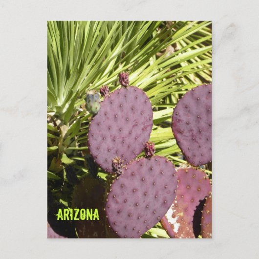 Carte postale pourpre de l'Arizona de cactus (Devant)