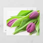 Carte postale pourpre de tulipes (Devant / Derrière)