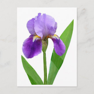 Carte postale pourpre d'iris