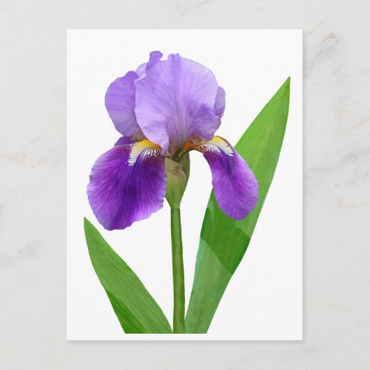 Carte postale pourpre d'iris (Devant)