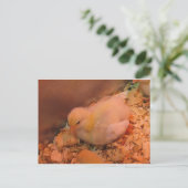 Carte Postale Poussette contemplative (Debout devant)