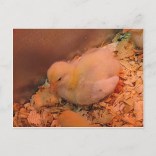Carte Postale Poussette contemplative