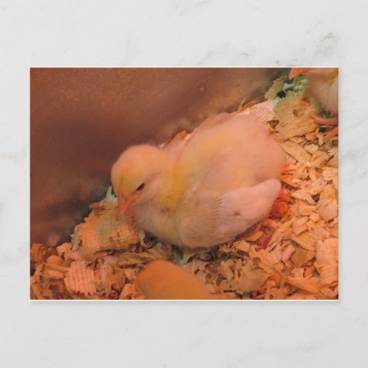 Carte Postale Poussette contemplative (Devant)