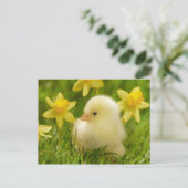 Carte Postale poussin de bébé dans les jonquilles (Debout devant)