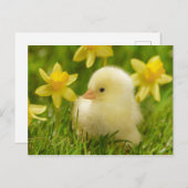 Carte Postale poussin de bébé dans les jonquilles (Devant / Derrière)