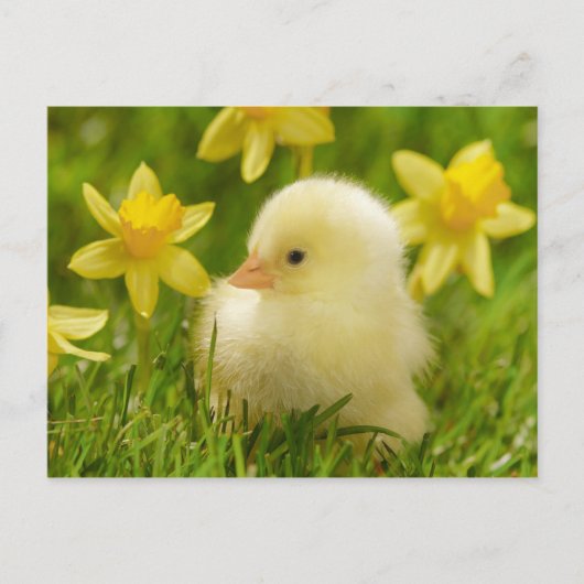 Carte Postale poussin de bébé dans les jonquilles (Devant)