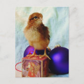 Carte Postale Poussin de Noël adorable (Devant)