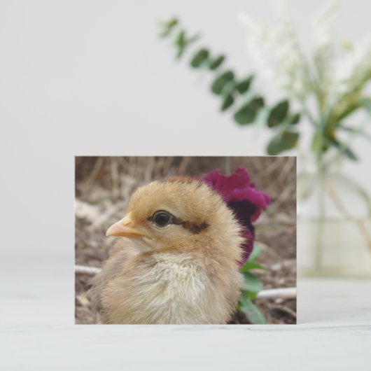 Carte Postale Poussin et fleur de pensée (Debout devant)