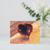 Carte postale Poussin Nouveau-Né (2) (Debout devant)