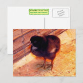Carte postale Poussin Nouveau-Né (2) (Devant / Derrière)