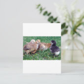 Carte Postale Poussins (Debout devant)