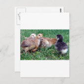 Carte Postale Poussins (Devant / Derrière)