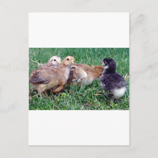 Carte Postale Poussins (Devant)