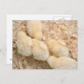 Carte Postale poussins (Devant / Derrière)