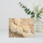 Carte Postale poussins (Debout devant)