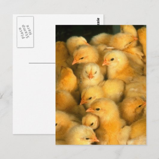 Carte Postale Poussins (Devant / Derrière)
