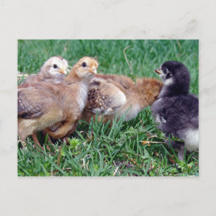 Carte Postale Poussins